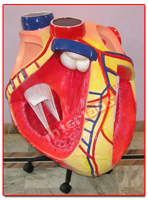 Giant Heart Model